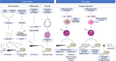 Understanding AL amyloidosis with a little help from in vivo models